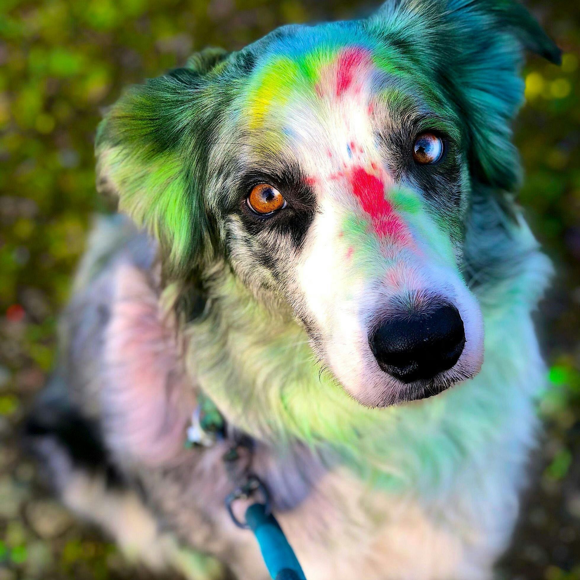 Paint Your Pup for Fun! Acrylic Painting - Beginner Intermediate