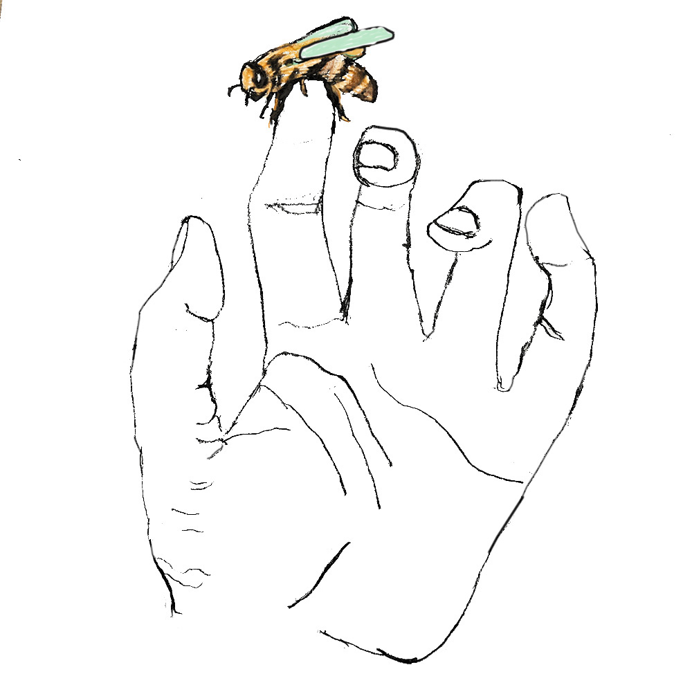 Basic Drawing - Beginner