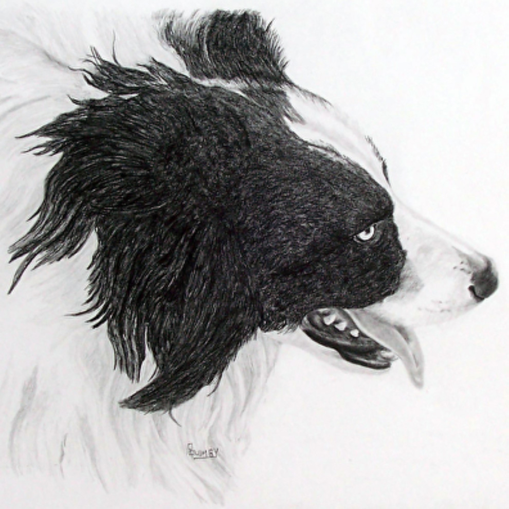 Pencil & Paws: Drawing Cats & Dogs