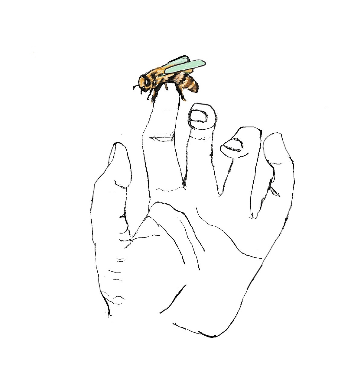 Basic Drawing - Beginner