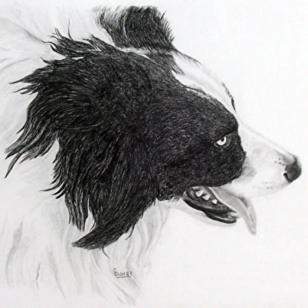50-drawing-cats-dogs-pencil-and-paws-1.jpg