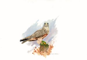 watercolor painting of a swanson hawk by Tri Arts Project artist Christine Baker