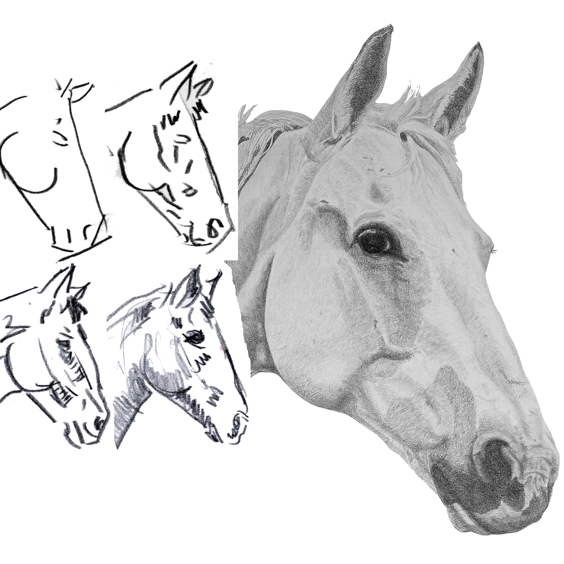 50-robert-quimby-art-of-drawing-horses-example-01-1.png