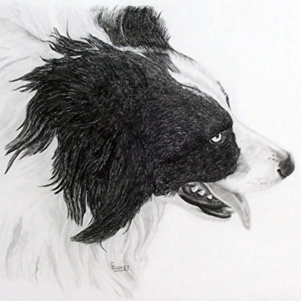 50-drawing-cats-dogs-pencil-and-paws-1.jpg